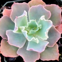 Echeveria 'Crinoline Ruffles' Echeveria 'Crinoline Ruffles'