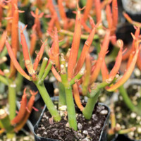 Euphorbia tirucalli 'Sticks on Fire' Euphorbia tirucalli 'Sticks on Fire'