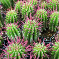 Euphorbia polygona Euphorbia polygona