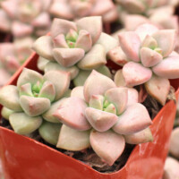 Graptopetalum mendozae Graptopetalum mendozae