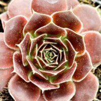 Sempervivum heufelii 'Irene' Sempervivum heufelii 'Irene'