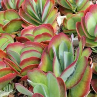 Kalanchoe luciae Kalanchoe Luciae