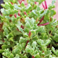 Oscularia deltoides - "Pink Vygie" Oscularia deltoides - Pink Vygie