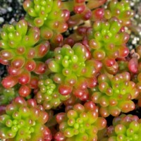 Sedum rubrotinctum 'Mini' Sedum rubrotinctum 'Mini'