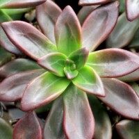 Sedeveria Sorrento Sedeveria Sorrento