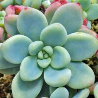 Sedum clavatum Sedum clavatum