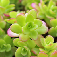 Sedum confusum Sedum confusum