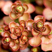 Sedum fuldaglut Sedum fuldaglut