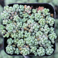 Sedum dasyphyllum Sedum dasyphyllum