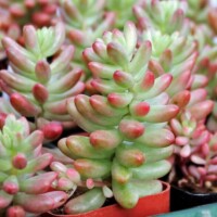 Sedum rubrotinctum 'Aurora' Sedum rubrotinctum 'Aurora'