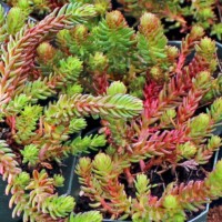 Sedum 'Red Wiggle" Sedum 'Red Wiggle"