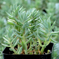 Sedum 'Turquoise Tips' Sedum 'Turquoise Tips'