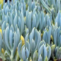 Senecio serpens "Blue Chalksticks" Senecio serpens "Blue Chalksticks"