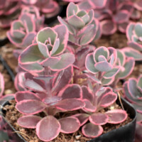 Sedum Sunsparkler 'Dream Dazzler' Sedum Sunsparkler 'Dream Dazzler'