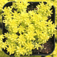 Sedum 'Tokyo Sun' Sedum 'Tokyo Sun'