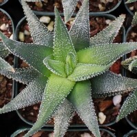 Haworthia 'Concolor' Haworthia 'Concolor'