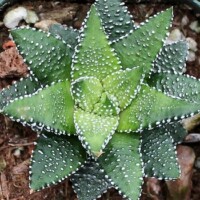 Haworthia attenuata f- Enon Haworthia attenuata f- Enon