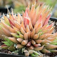 Haworthia chloracantha var. denticulifera Haworthia chloracantha var. denticulifera