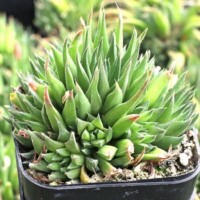 Haworthia chloracantha Haworthia chloracantha