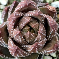 Haworthia coarctata var. chalwinii Haworthia coarctata var. chalwinii