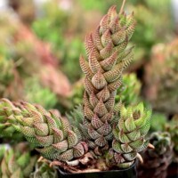 Haworthia coarctata var. tenuis Haworthia coarctata var. tenuis