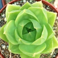 Haworthia cymbiformis var. ramosa Haworthia cymbiformis var. ramosa