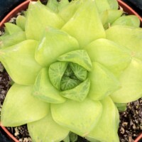 Haworthia cymbiformis Haworthia cymbiformis