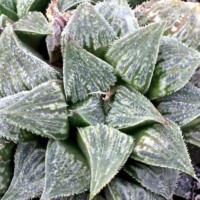 Haworthia emelyae var. major Haworthia emelyae var. major