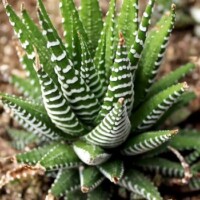 Haworthia fasciata Haworthia fasciata