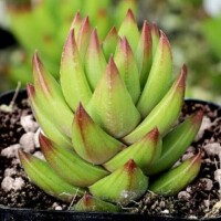 Haworthia greenii Haworthia greenii
