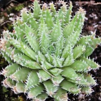 Haworthia herbacea f- Bosfontein Haworthia herbacea f- Bosfontein