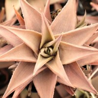 Haworthia limifolia var. ubomboensis Haworthia limifolia var. ubomboensis