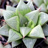 Haworthia magnifica var. acuminata Haworthia magnifica var. acuminata
