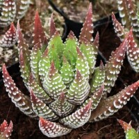 Haworthia reinwardtii f. chalumnensis Haworthia reinwardtii f. chalumnensis
