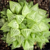 Haworthia retusa f. geraldii Haworthia retusa f. geraldii