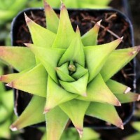 Haworthia rigida Haworthia rigida