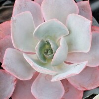 Echeveria 'Afterglow' Echeveria 'Afterglow'