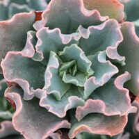 Echeveria 'Blue Curls' Echeveria 'Blue Curls'
