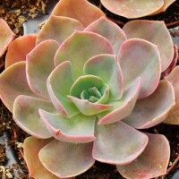 Echeveria 'Cassyz Winter' Echeveria 'Cassyz Winter'