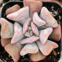 Echeveria 'Cubic Frost' Echeveria 'Cubic Frost'