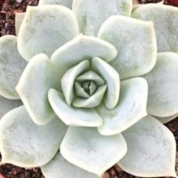Echeveria 'Elsa' Echeveria 'Elsa'