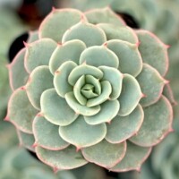 Echeveria 'Fleur Blanc' Echeveria 'Fleur Blanc'
