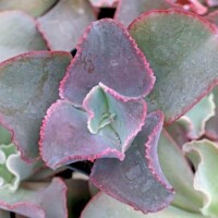 Echeveria 'Glorious Green' Echeveria 'Glorious Green'