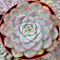 Echeveria 'Hercules' Echeveria 'Hercules'