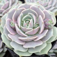 Echeveria 'Lola' Echeveria 'Lola'