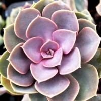 Echeveria 'Perle von Nurnberg' Echeveria 'Perle von Nurnberg'