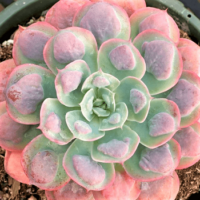 Echeveria 'Raindrops' Echeveria 'Raindrops'