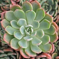 Echeveria 'Sylvie' Echeveria 'Sylvie'