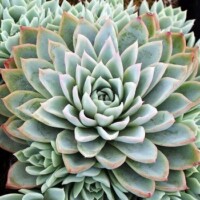 Echeveria 'Violet Queen' Echeveria 'Violet Queen'