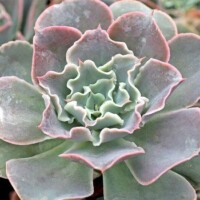 Echeveria 'Water Ripple' Echeveria 'Water Ripple'